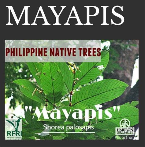 mayapis tree|Mayapis .